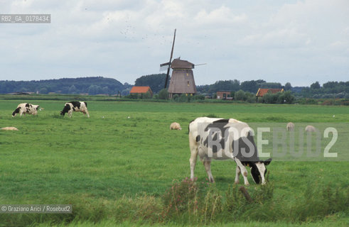 OLANDA , MULINO E PASCOLI  -  © 2002 Graziano Arici/Rosebud2 / GEO