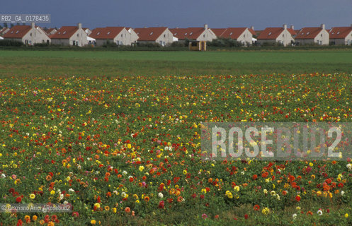 OLANDA , COLTIVAZIONI DI FIORI   -  © 2002 Graziano Arici/Rosebud2 / GEO / FIORE
