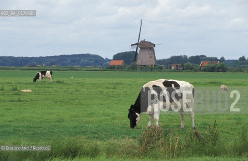 OLANDA , MULINO E PASCOLI -  © 2002 Graziano Arici/Rosebud2 / GEO / MUCCA