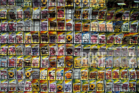OLANDA , AMSTERDAM : MERCATO DEI FIORI  -  © 2002 Graziano Arici/Rosebud2 / GEO / FIORE