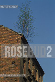 GERMANIA ( SASSONIA ) GOERLITZ : CASE ABBANDONATE DEL CENTRO    © 1996 Graziano Arici/Rosebud2  / GEO / ALBERO