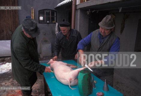 ( CROAZIA ) SLAVONIA : IL PAESE DI MINORANZA ITALIANA DI VELIKI BANOVAC  ( BANOVAC MAGGIORE ) - © 1995 Graziano Arici/Rosebud2 / GEO / LINGUA / MAIALE / GASTRONOMIA