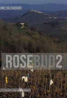 ( CROAZIA  ) ISTRIA -  PANORAMA   - © 2001 Graziano Arici/Rosebud2 / GEO / LINGUA / MINORANZA