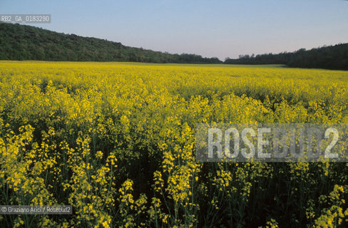 ( CROAZIA  ) ISTRIA -  PANORAMA   - © 2001 Graziano Arici/Rosebud2 / GEO / LINGUA / MINORANZA / GIALLO