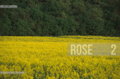 ( CROAZIA  ) ISTRIA -  PANORAMA   - © 2001 Graziano Arici/Rosebud2 / GEO / LINGUA / MINORANZA / GIALLO / FIORE