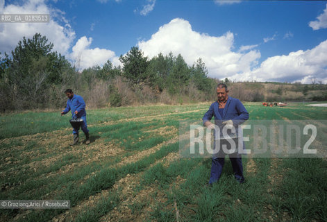 ( SLOVENIA  ) ISTRIA -  SEMINA NEI CAMPI  - © 2001 Graziano Arici/Rosebud2 / GEO / LINGUA / MINORANZA / AGRICOLTURA