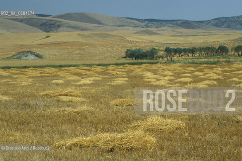 ( TURCHIA ) ANATOLIA : CAMPI DI GRANO -  © 1986 Graziano Arici/Rosebud2 / GEO / GIALLO