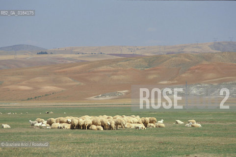 ( TURCHIA ) ANATOLIA : GREGGE DI PECORE -  © 1986 Graziano Arici/Rosebud2 / GEO
