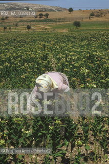 ( TURCHIA ) ANATOLIA : COLTIVAZIONI DI TABACCO  -  © 1986 Graziano Arici/Rosebud2 / GEO
