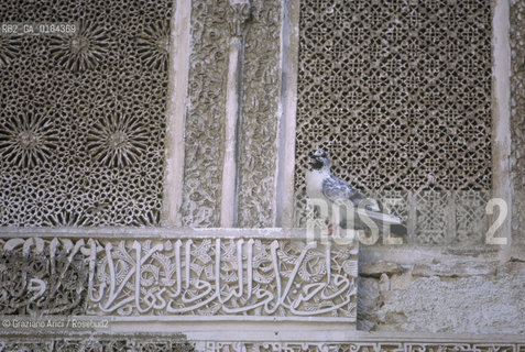 ( MAROCCO ) FEZ :  FES EL BALI  - MEDERSA  (MADRASA ) SCUOLA CORANICA ATTARINE   - © 1996 Graziano Arici/Rosebud2 / GEO / COLOMBO / SCRITTURA