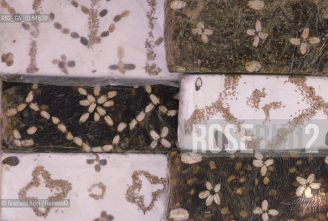 ( MAROCCO ) MOULAY IDRISS : DOLCI   - © 1996 Graziano Arici/Rosebud2 / GEO / GASTRONOMIA