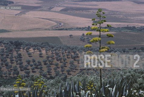 ( MAROCCO ) CAMPAGNA ATTORNOA MOULAY IDRISS   - © 1996 Graziano Arici/Rosebud2 / GEO /