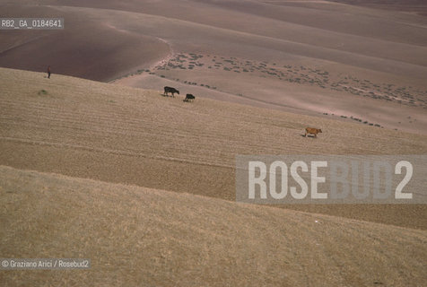 ( MAROCCO ) CAMPAGNA ATTORNOA MOULAY IDRISS   - © 1996 Graziano Arici/Rosebud2 / GEO /