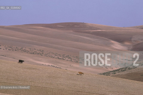 ( MAROCCO ) CAMPAGNA ATTORNOA MOULAY IDRISS   - © 1996 Graziano Arici/Rosebud2 / GEO /