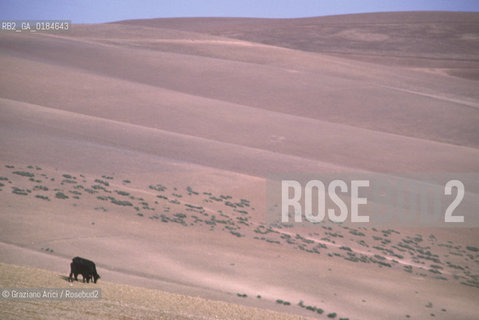 ( MAROCCO ) CAMPAGNA ATTORNOA MOULAY IDRISS   - © 1996 Graziano Arici/Rosebud2 / GEO /