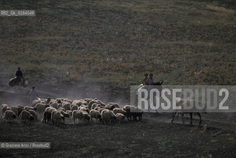 ( MAROCCO ) CAMPAGNA ATTORNOA MOULAY IDRISS   - © 1996 Graziano Arici/Rosebud2 / GEO / PECORA
