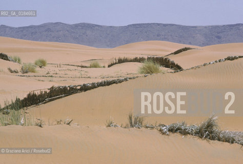 ( MAROCCO ) MAROCCO DEL SUD : ZONA PRESEDERTICA DEL TAFILALET   - © 1996 Graziano Arici/Rosebud2 / GEO / DIFESE CONTRO LA SABBIA