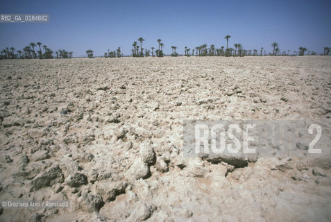 ( MAROCCO ) MAROCCO DEL SUD : ZONA PRESEDERTICA DEL TAFILALET   - © 1996 Graziano Arici/Rosebud2 / GEO / OASI