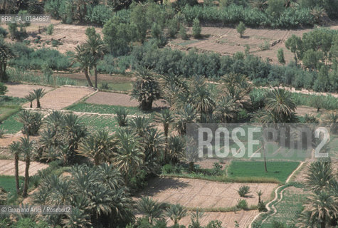 ( MAROCCO ) MAROCCO DEL SUD : ZONA PRESEDERTICA DEL TAFILALET   - © 1996 Graziano Arici/Rosebud2 / GEO / OASI