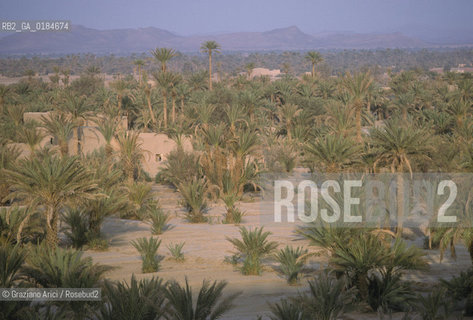 ( MAROCCO ) MAROCCO DEL SUD : ZONA PRESEDERTICA DEL TAFILALET  - OASI DI ERFOUD - © 1996 Graziano Arici/Rosebud2 / GEO