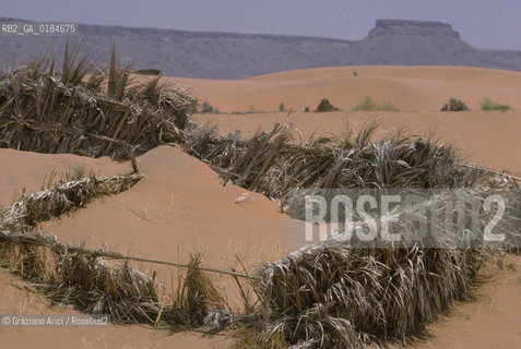 ( MAROCCO ) MAROCCO DEL SUD : ZONA PRESEDERTICA DEL TAFILALET  - OASI DI ERFOUD - © 1996 Graziano Arici/Rosebud2 / GEO / DIFESE CONTRO LA SABBIA
