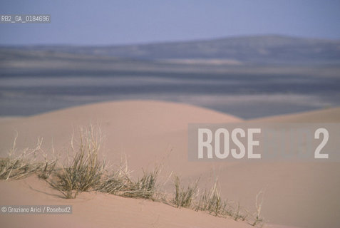 ( MAROCCO ) MAROCCO DEL SUD : ZONA PRESEDERTICA DEL TAFILALET  - OASI DI RISSANI - © 1996 Graziano Arici/Rosebud2 / GEO / ERG CHEBBI / DUNE