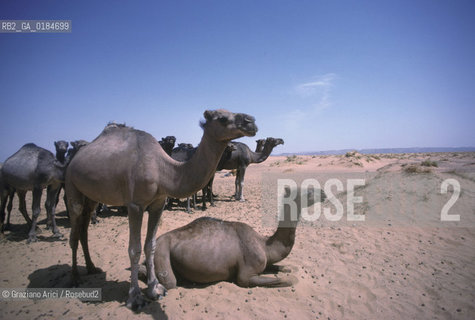 ( MAROCCO ) MAROCCO DEL SUD : ZONA PRESEDERTICA DEL TAFILALET  - OASI DI RISSANI - © 1996 Graziano Arici/Rosebud2 / GEO / ERG CHEBBI / DUNE