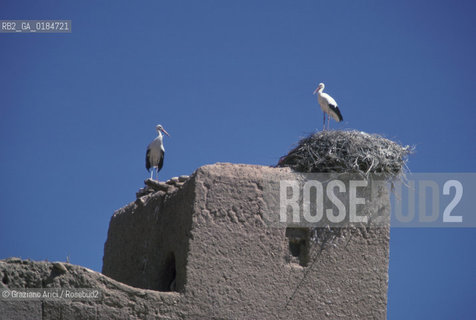 ( MAROCCO ) MAROCCO DEL SUD : VALLE DEL DAAD - © 1996 Graziano Arici/Rosebud2 / GEO / CICOGNE