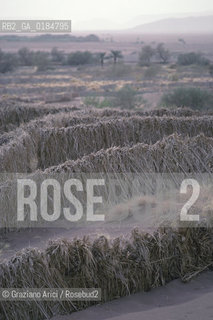 ( MAROCCO ) SUD DEL MAROCCO : OASI DI  TAMEGROUTE - SBARRAMENTI ANTI DUNE  - © 1996 Graziano Arici/Rosebud2 / GEO