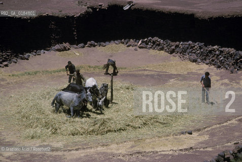 ( MAROCCO ) SUD DEL MAROCCO : OASI DI  TAMEGROUTE - BATTITURA DEL GRANO  - © 1996 Graziano Arici/Rosebud2 / GEO