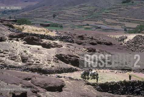 ( MAROCCO ) ALTO ATLANTE : BATTITURA DEL GRANO  - © 1996 Graziano Arici/Rosebud2 / GEO
