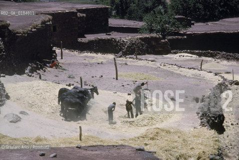 ( MAROCCO ) ALTO ATLANTE : BATTITURA DEL GRANO IN UN VILLAGGIO  - © 1996 Graziano Arici/Rosebud2 / GEO