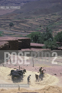( MAROCCO ) ALTO ATLANTE : BATTITURA DEL GRANO IN UN VILLAGGIO  - © 1996 Graziano Arici/Rosebud2 / GEO
