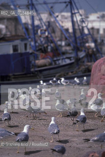 ( MAROCCO ) COSTA ATLANTICA : PORTO DI ESSAOUIRA - © 1996 Graziano Arici/Rosebud2 / GEO / GABBIANO