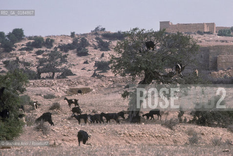 ( MAROCCO ) COSTA ATLANTICA : DINTORNI DI ESSAOUIRA - ALBERI DI  ARGANIAS - © 1996 Graziano Arici/Rosebud2 / GEO