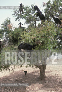 ( MAROCCO ) COSTA ATLANTICA : DINTORNI DI ESSAOUIRA - ALBERI DI  ARGANIAS - © 1996 Graziano Arici/Rosebud2 / GEO / CAPRA