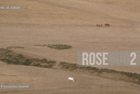 ( TUNISIA ) REGIONE DI BISERTA - © 1996 Graziano Arici/Rosebud2 / GEO