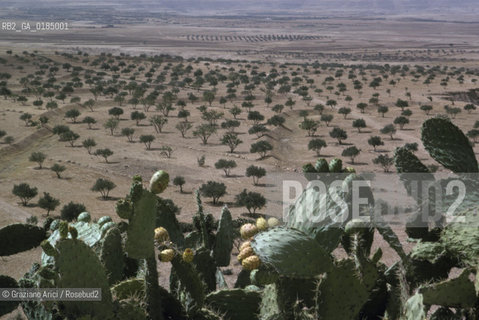 ( TUNISIA ) REGIONE DI BISERTA - © 1996 Graziano Arici/Rosebud2 / GEO