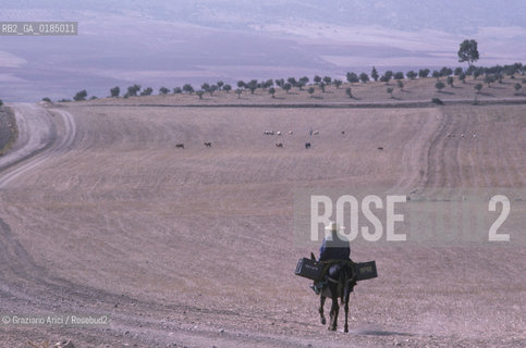 ( TUNISIA ) SITO ARCHEOLOGICO DI DOUGGA : CAMPAGNA - © 1996 Graziano Arici/Rosebud2 / GEO