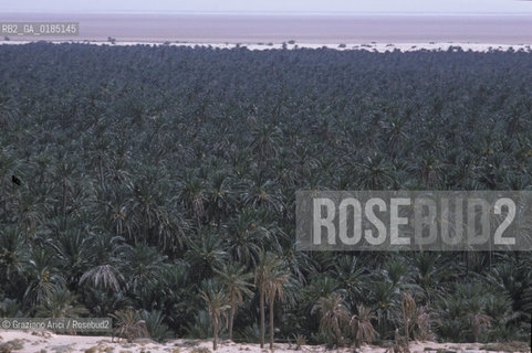 ( TUNISIA ) TOZEUR : OASI  - © 1996 Graziano Arici/Rosebud2 / GEO /