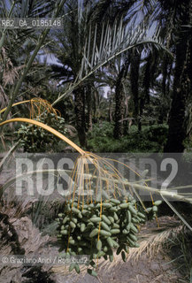 ( TUNISIA ) TOZEUR : OASI  - © 1996 Graziano Arici/Rosebud2 / GEO /  DATTERI