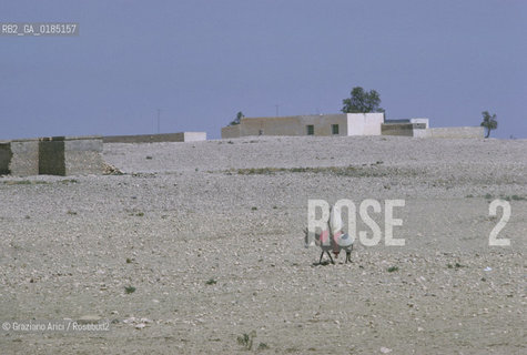 ( TUNISIA )  OASI  DI NEFTA - © 1996 Graziano Arici/Rosebud2 / GEO /