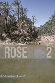 ( TUNISIA )  OASI  DI NEFTA - © 1996 Graziano Arici/Rosebud2 / GEO /