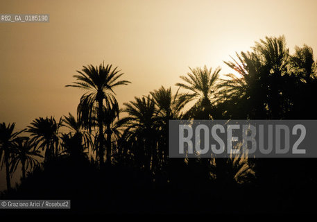 ( TUNISIA )  OASI DI DOUZ  - © 1996 Graziano Arici/Rosebud2 / GEO / PALMA
