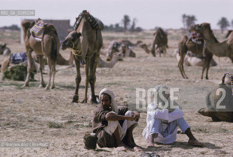 ( TUNISIA )  CAMMELLI NELLOASI DI DOUZ  - © 1996 Graziano Arici/Rosebud2 / GEO /