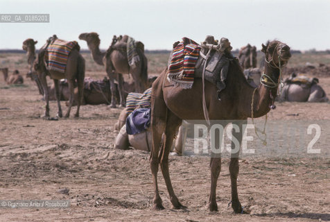 ( TUNISIA )  CAMMELLI NELLOASI DI DOUZ  - © 1996 Graziano Arici/Rosebud2 / GEO