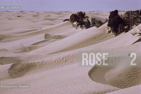 ( TUNISIA )  DUNE NELLOASI DI DOUZ  - © 1996 Graziano Arici/Rosebud2 / GEO