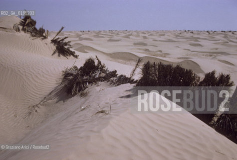 ( TUNISIA )  DUNE E DESERTO NELLOASI DI DOUZ  - © 1996 Graziano Arici/Rosebud2 / GEO