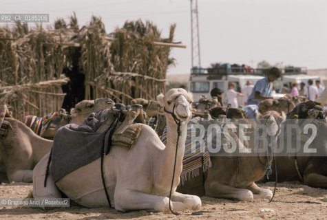 ( TUNISIA )  MERCATO NELLOASI DI DOUZ  - © 1996 Graziano Arici/Rosebud2 / GEO / CAMMELLI