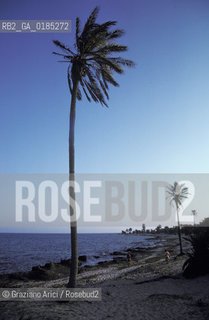 ( TUNISIA )  ISOLA DJERBA ( JERBA ) : SPIAGGIA - © 1996 Graziano Arici/Rosebud2 / GEO / PALMA